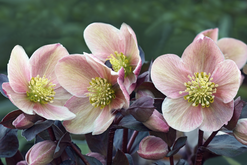 beklimmen politicus doorgaan met Bloeiende Winterplanten | De Tuin Winterklaar | Goodgardn