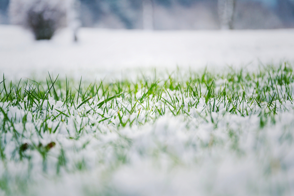 grass-care-winter