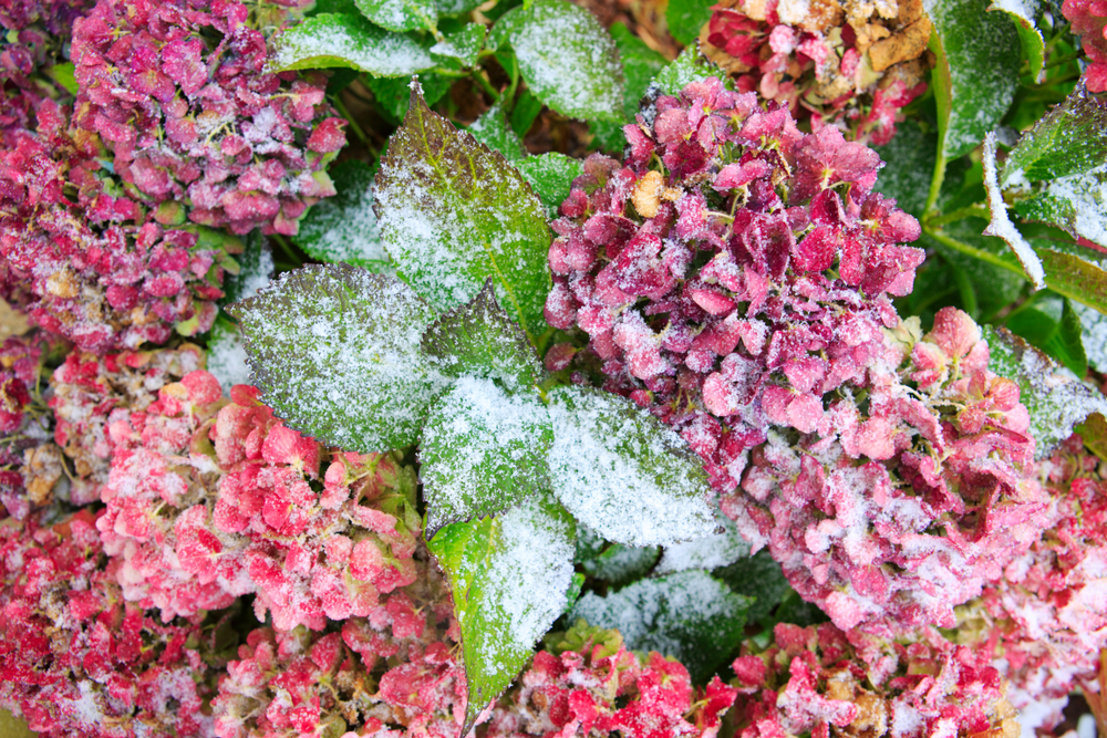 hortensia-snoeien-winter-goodgardn