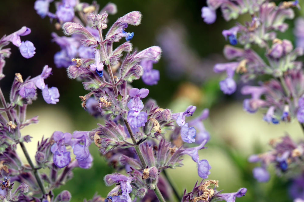 planten-tegen-muggen-goodgardn