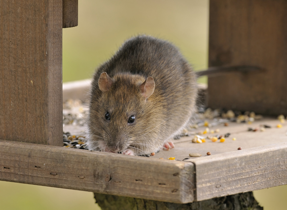 How to Get Rid of Rats in the Garden Without Poison?