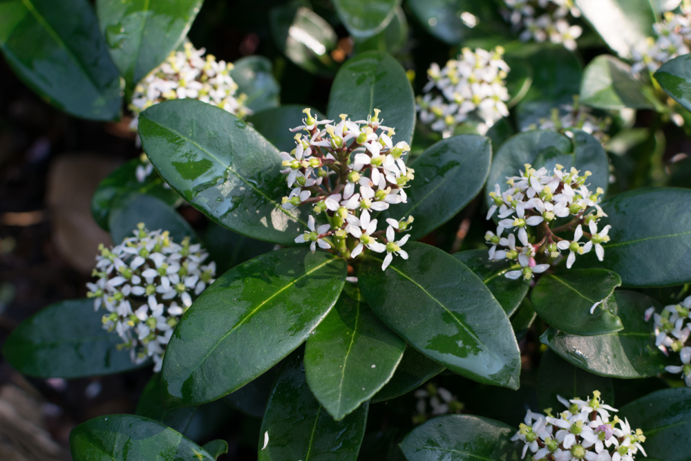 planten-die-tegen-vorst-kunnen