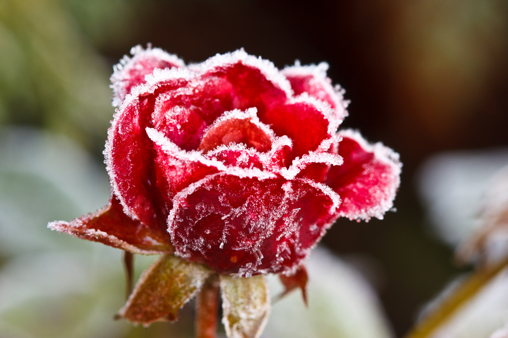 Roses-Wintercare-Goodgardn