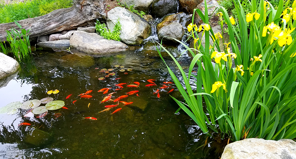 Feeding pond fish in the winter