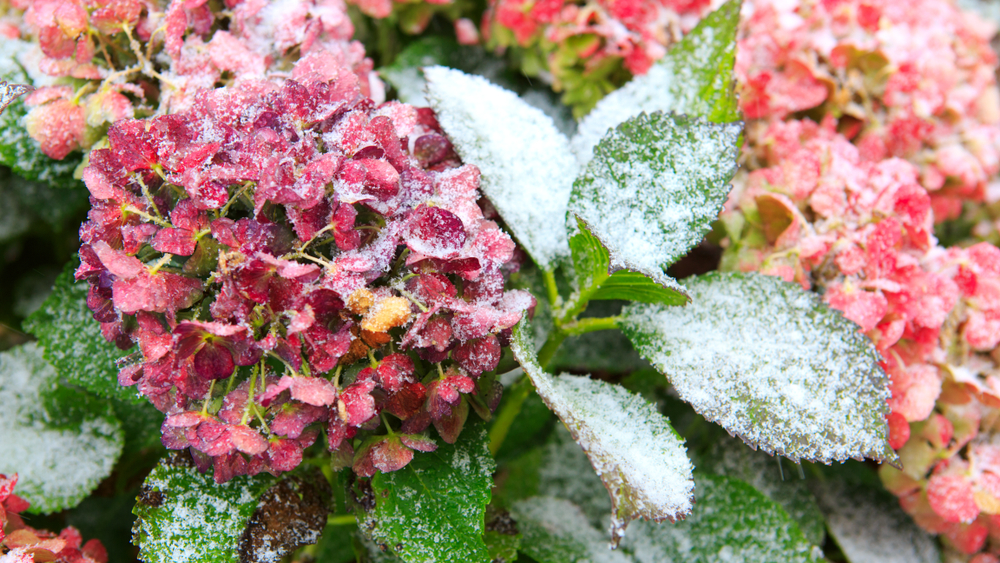 Hydrangea-winter-care-goodgardn