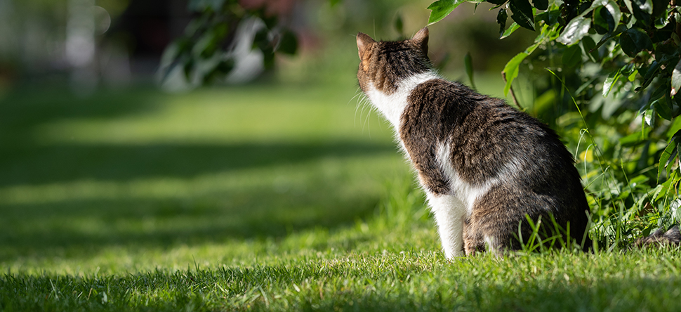 Katten in de tuin