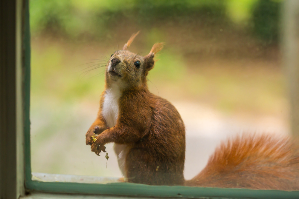 How to get rid of Squirrels in your attic the RIGHT way. 