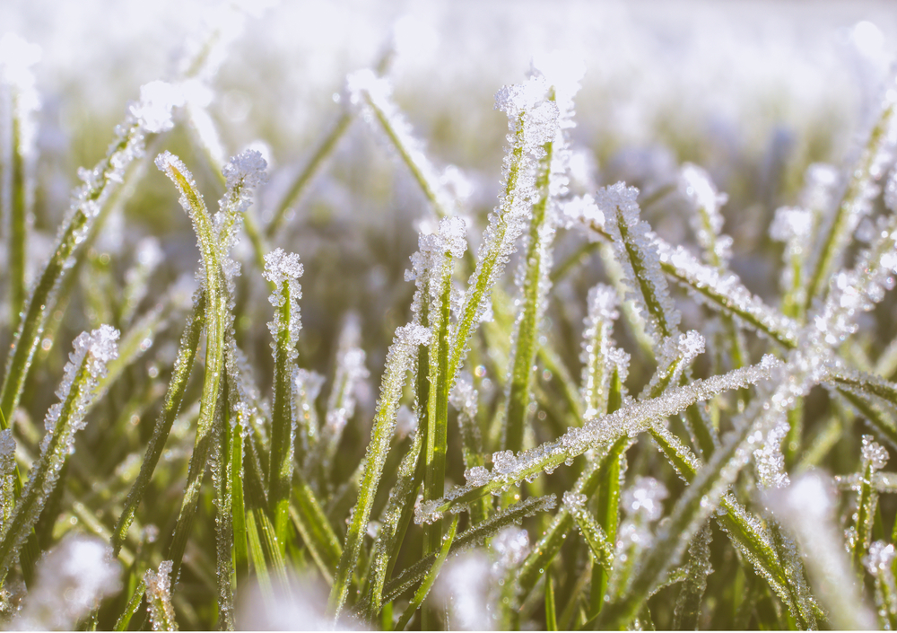 winter-protection-plant-goodgardn