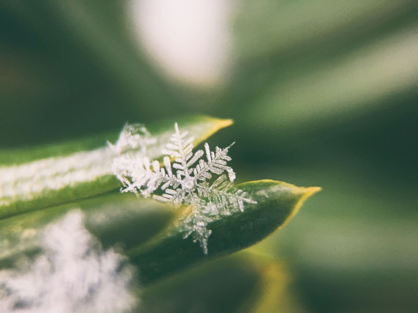 Vorst in de tuin