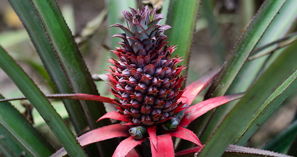 Bromelia verzorging - Goodgardn.nl