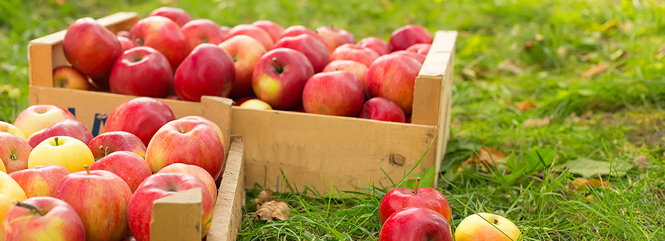 Appels bewaren na plukken