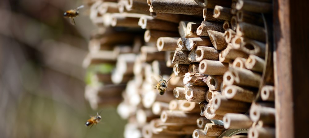 Bee hotel