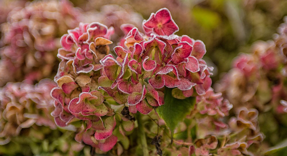 Hortensia beschermen tegen vorst - Goodgardn.nl