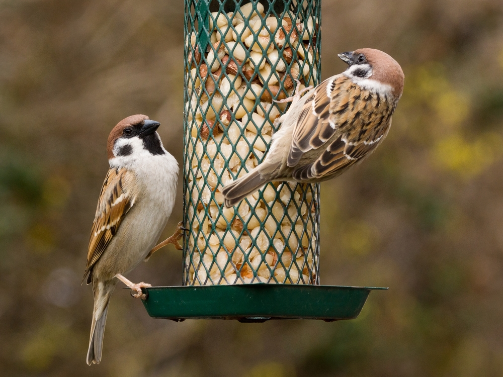 make-your-own-bird-food