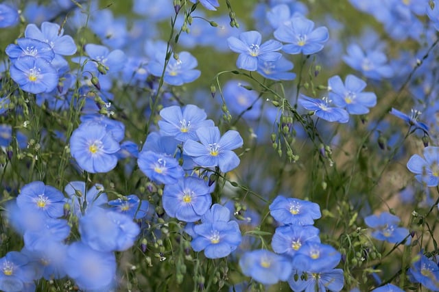 Blauwe planten