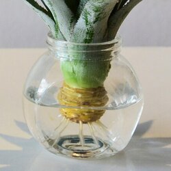 Ananasplant Stekken | Zelf Kweken In 8 Stappen | Goodgardn
