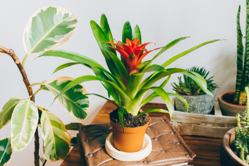 Bromelia