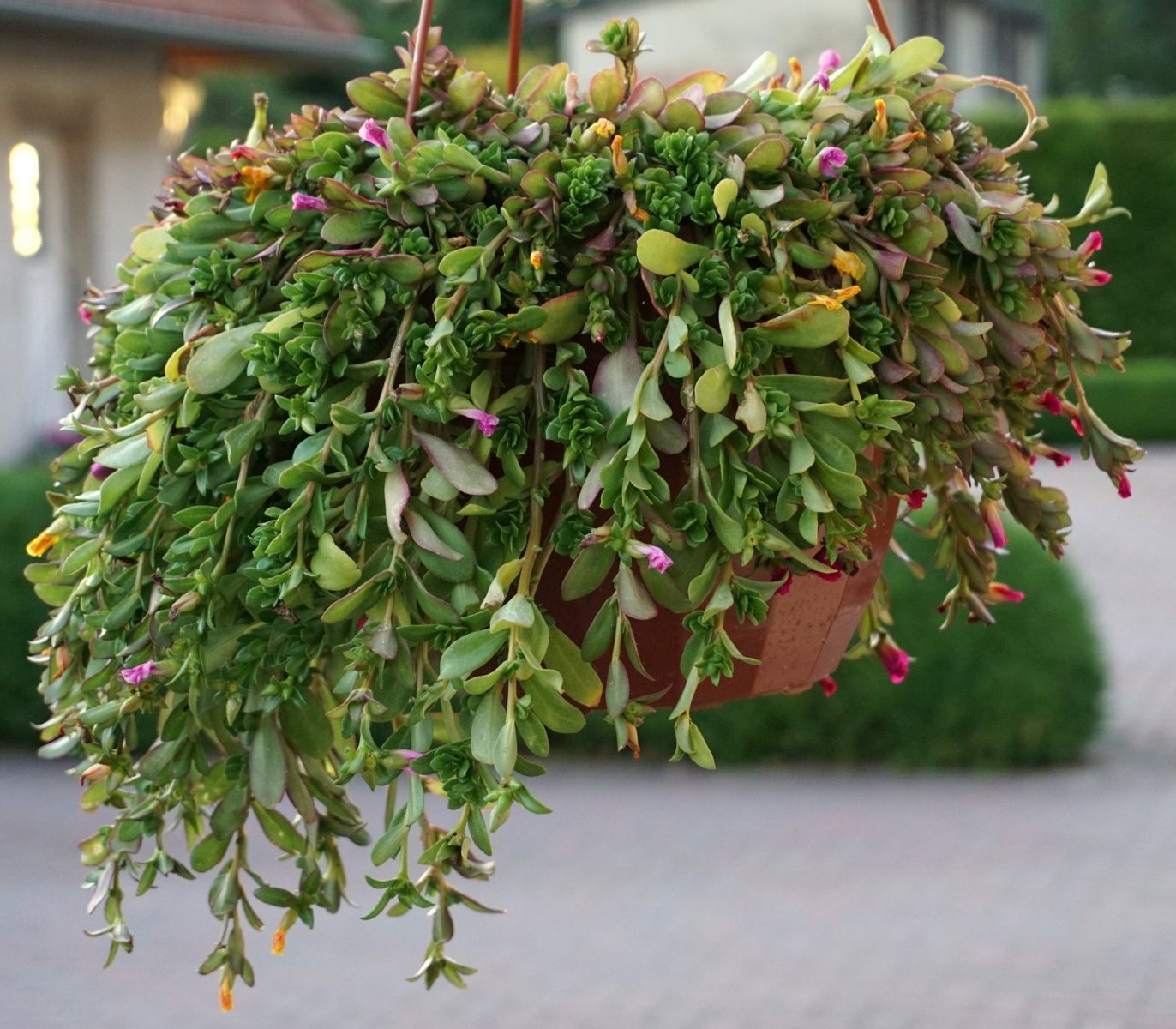 bushy trailing plant with flowers