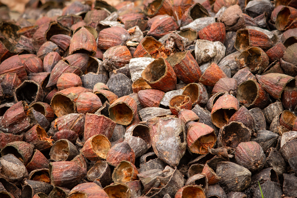 Cacaodoppen bodembedekker