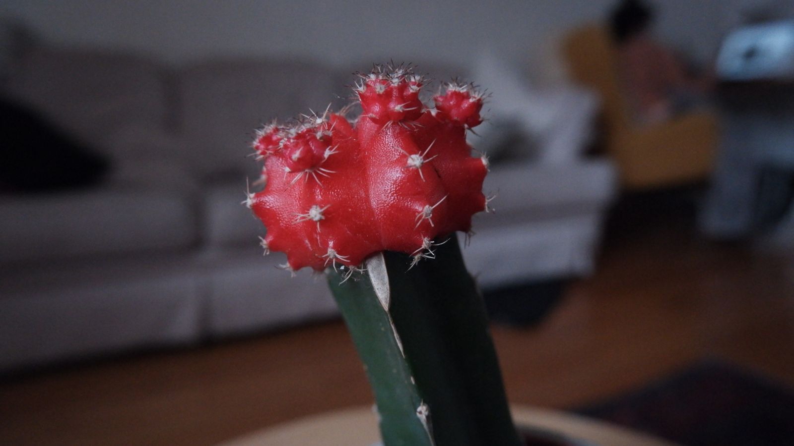 cactus rood