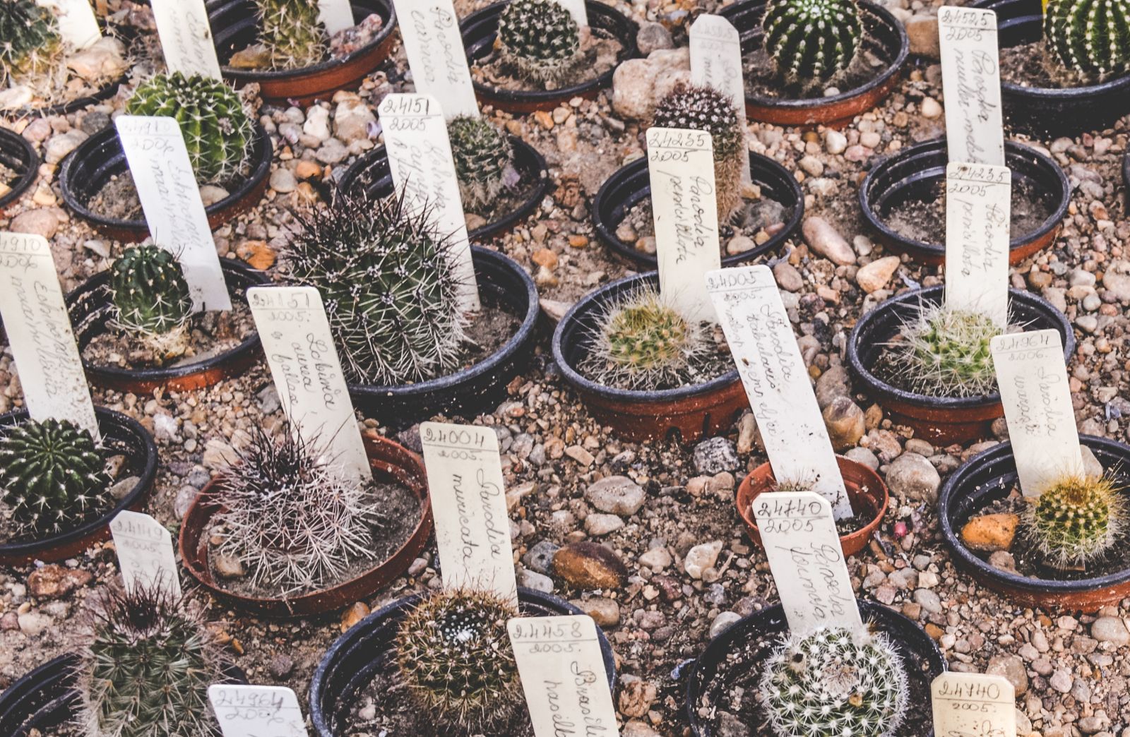 Cactus with cards