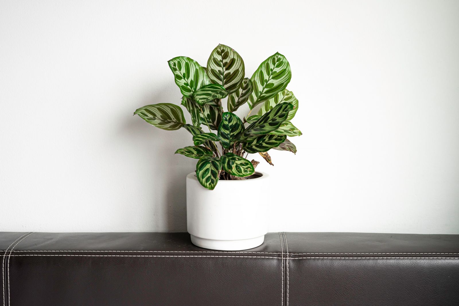 Foto Calathea