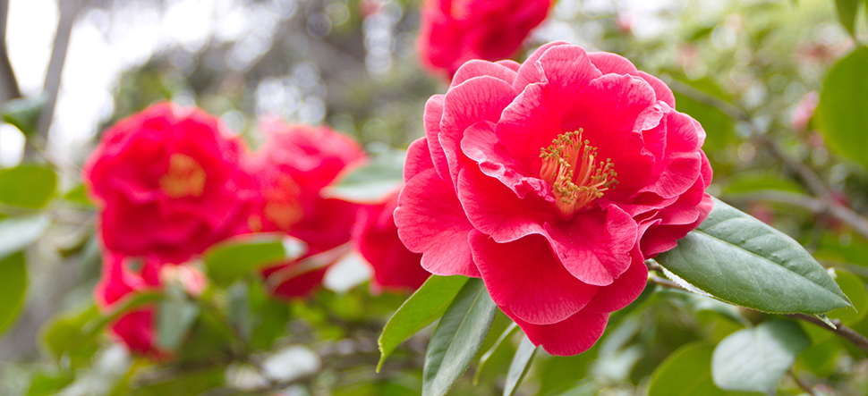 Camelia Japonica - Goodgardn.nl