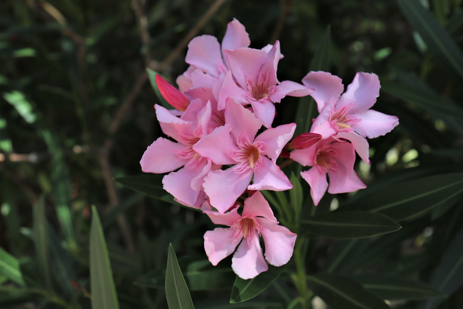 Close up van bloeiende oleander