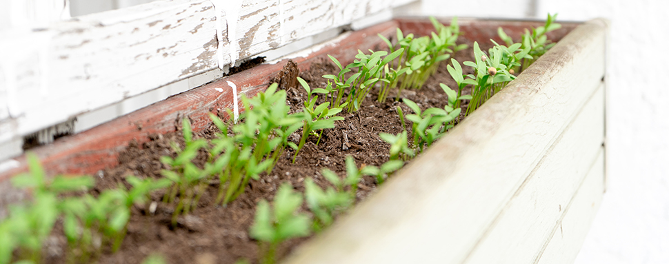 Coriander growing