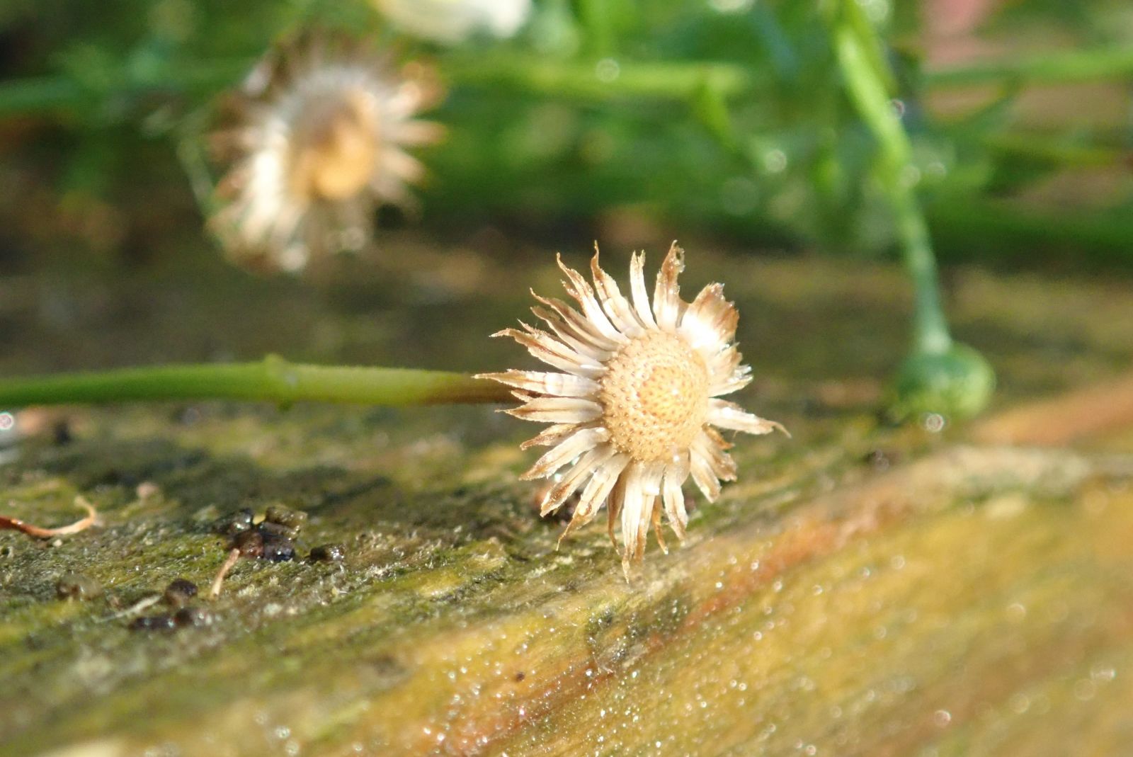 dying flower in garden