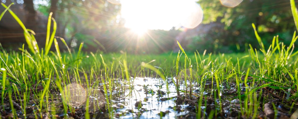wanneer tuin sproeien bij warm weer