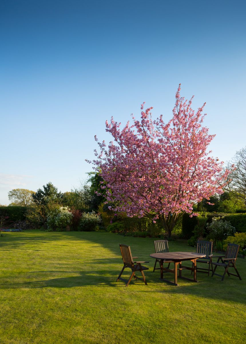 A Lounge under a a pink tree