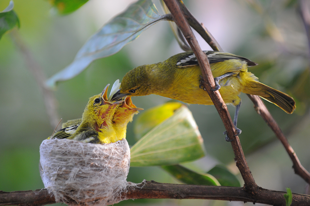 Feeding-birds-how-season