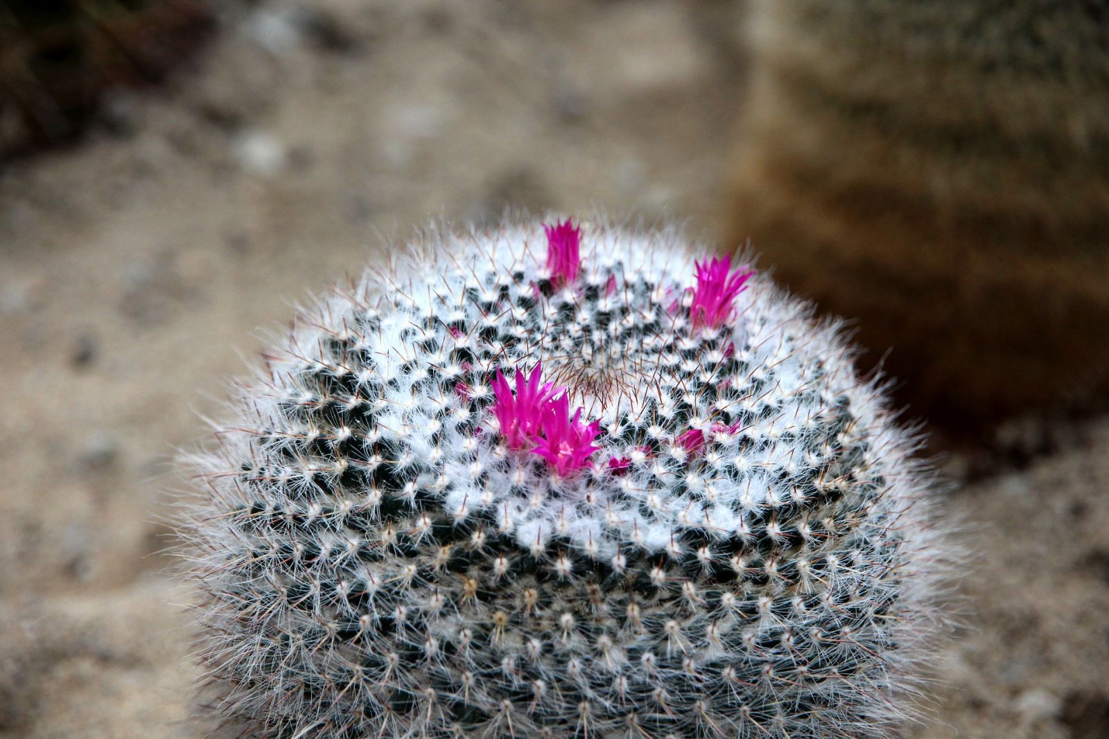 Floweirng mammillaria cactus