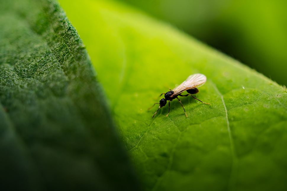 Preventing flying ants