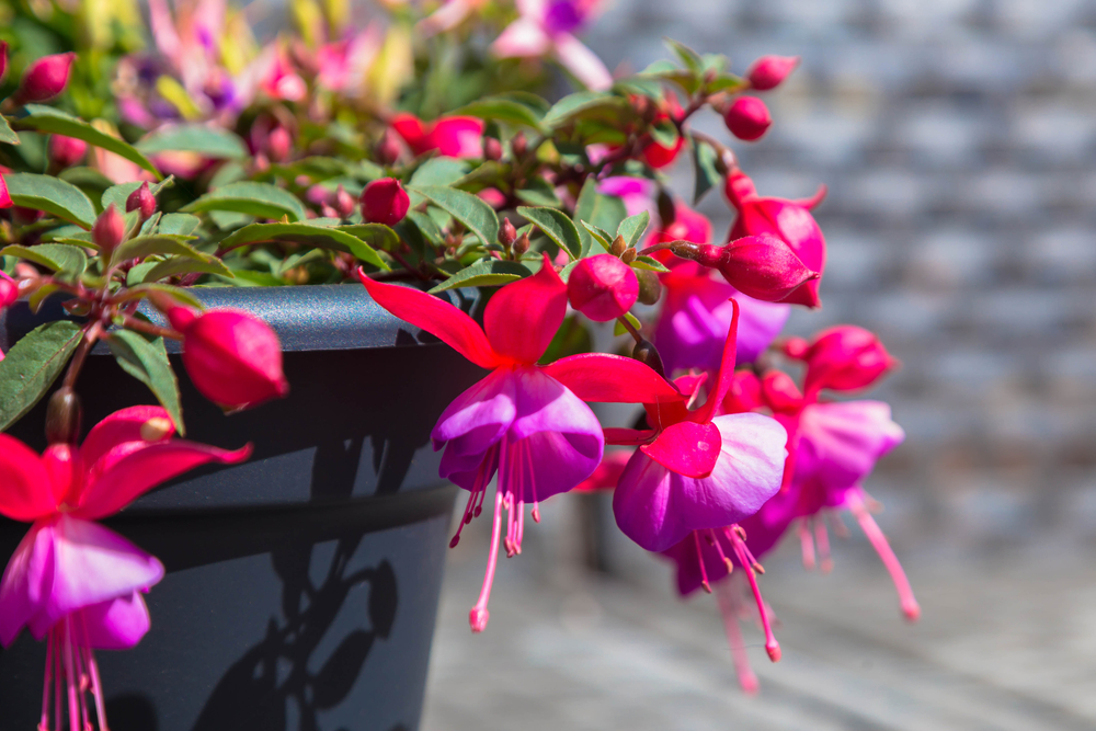 Fuchsia winterharde plant