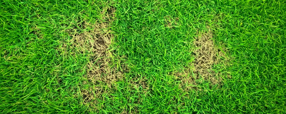 Geel gras herstellen