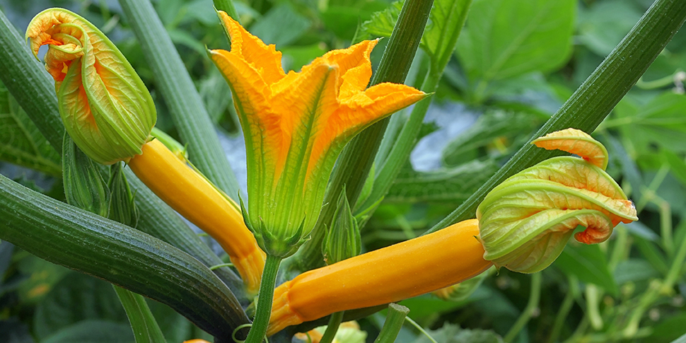 Gele courgette