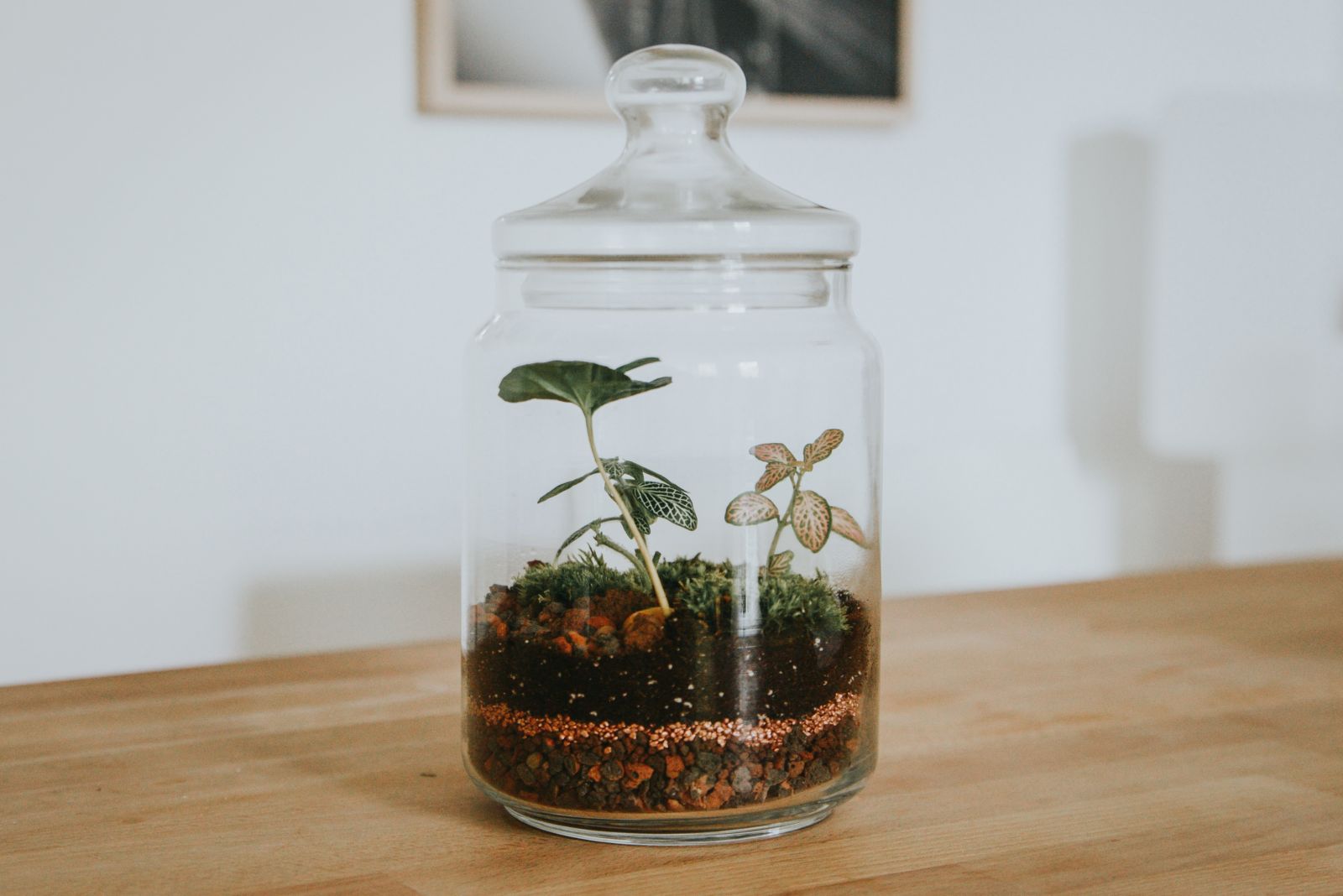 Glazen pot met plantjes