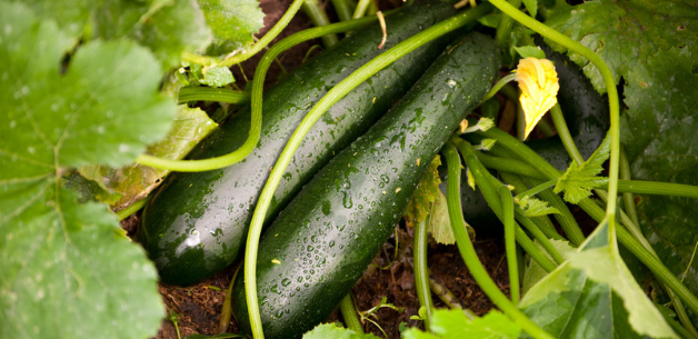 How-To-Grow-Courgettes-UK