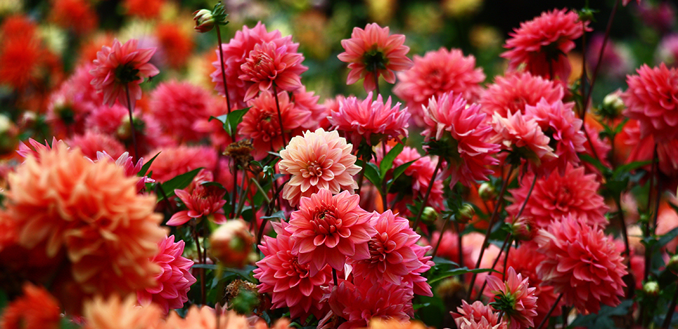 Growing Dahlias