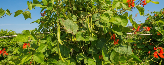 Growing-Runner-Beans-UK