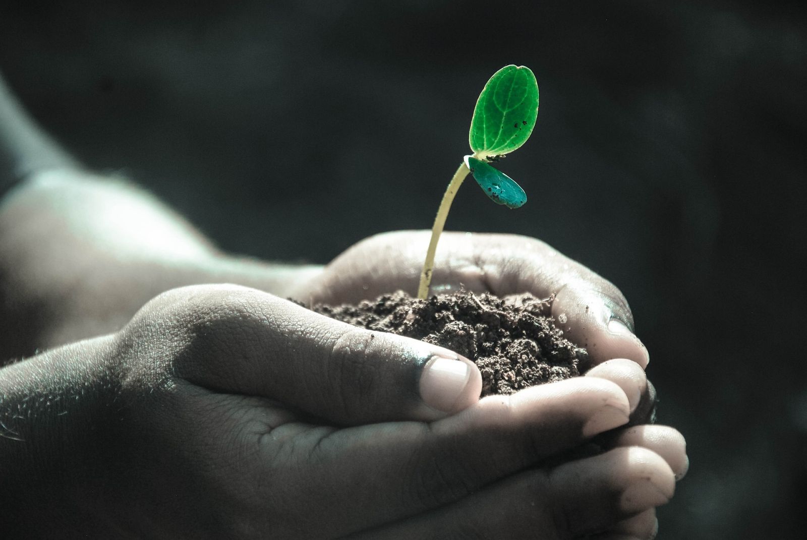 Hands holding dirt with a plant