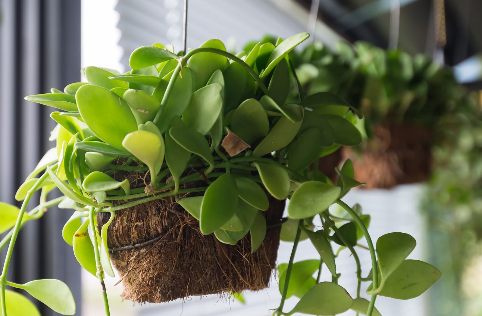 hangplantje binnen