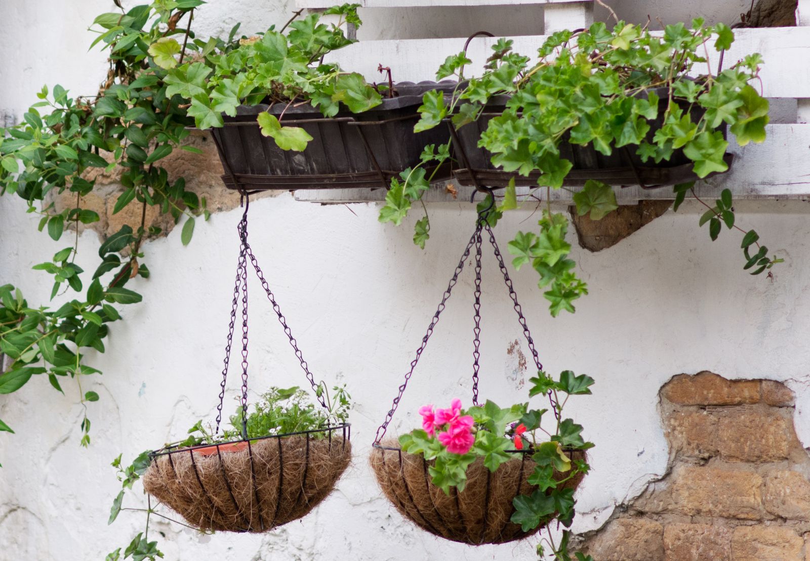 Populaire Hangplanten Voor Binnen Buiten