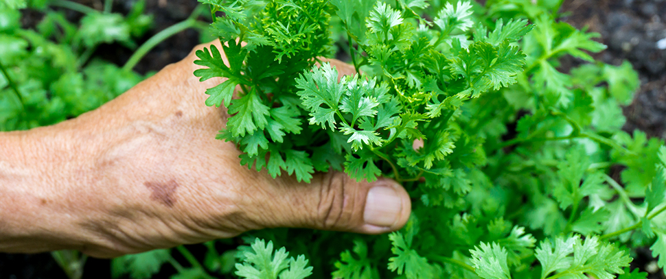 Harvesting coriander