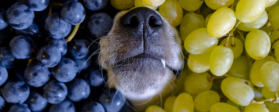 Honden druiven