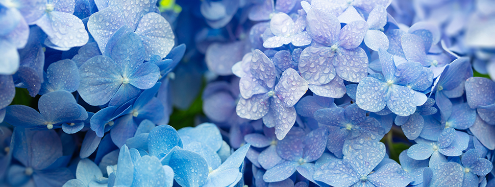 Stekken hortensia - Goodgardn.nl