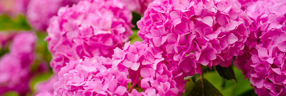 Verwonderend Hortensia Stekken | 5 Effectieve Zomerstektips | Goodgardn ZI-69