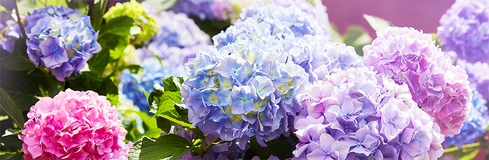 Hortensia snoeien voorjaar - Goodgardn.nl